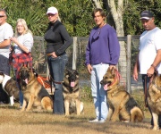 Dog obedience schools  Why do you need them? 